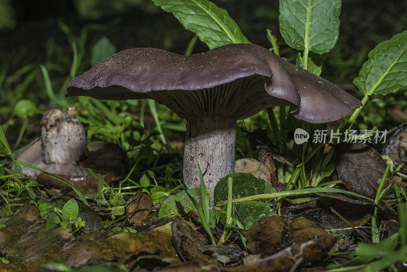 阴囊菇(也被认为是Lepista nuuda和Tricholoma nuum，通常被称为木材blewit或蓝色茎蘑菇，发现在索诺马县。拉格牧场县公园。